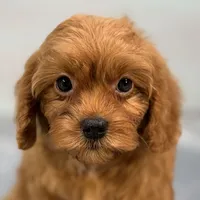 Raspberry, a female Cavapoo for sale in Sherman, TX – 9 of 10