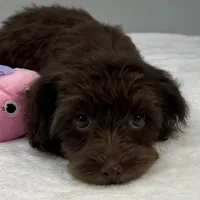 Caroline, a female Cavapoo for sale in Sherman, TX – 5 of 10