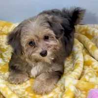 Lollipop, a female Yorkipoo for sale in Sherman, TX – 7 of 10
