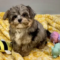 Mollipop, a female Yorkipoo for sale in Sherman, TX – 5 of 10