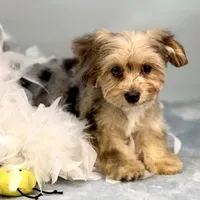 Lollipop ~ -$200 off for meeting day 7/25 (this puppy), a female Yorkipoo for sale in Sherman, TX – 7 of 10