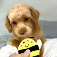 Twix ~ -$200 off for meeting day 7/25 (this puppy), a male Cavapoo for sale in Sherman, TX – 2 of 10
