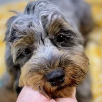 Sage ~ NEUTERED, vet-checked, current rabies, microchipped, a male Cavapoo for sale in Sherman, TX – 7 of 10