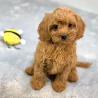 Strawberry, a female Cavapoo for sale in Sherman, TX – 1 of 10
