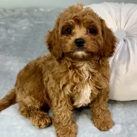 Rhubarb, a male Cavapoo for sale in Sherman, TX – 6 of 10