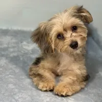 Lollipop ~ -$200 off for meeting day 7/25 (this puppy), a female Yorkipoo for sale in Sherman, TX – 2 of 10