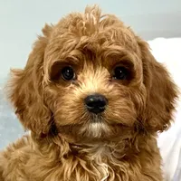Rhubarb, a male Cavapoo for sale in Sherman, TX – 8 of 10