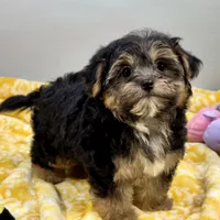 Jollipop, a female Yorkipoo for sale in Sherman, TX – 4 of 10