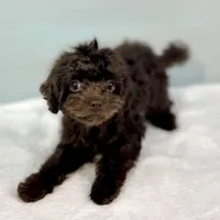Virginia, a female Cavapoo for sale in Sherman, TX – 2 of 10