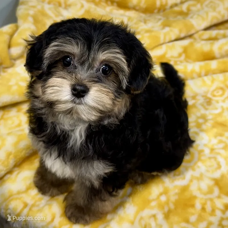 Hollipop – Yorkipoo puppy for sale in Sherman, TX