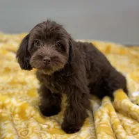 Caroline ~ Micropchipped, Current Rabies, Vet Checked, a female Cavapoo for sale in Sherman, TX – 9 of 10