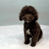 Jersey ~ Micropchipped, Current Rabies, Vet Checked, a male Cavapoo for sale in Sherman, TX – 6 of 10