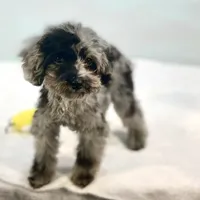 Rhodes ~ Micropchipped, Current Rabies, Vet Checked, a male Poodle - Toy  for sale in Sherman, TX – 2 of 10