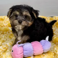 Jollipop, a female Yorkipoo for sale in Sherman, TX – 3 of 10