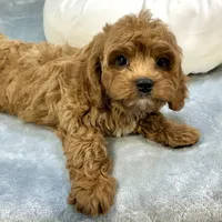 Rhubarb, a male Cavapoo for sale in Sherman, TX – 10 of 10