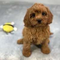 Strawberry, a female Cavapoo for sale in Sherman, TX – 3 of 10