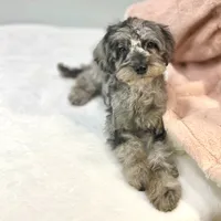 Louisa ~ Micropchipped, Current Rabies, Vet Checked, a female Poodle - Toy  for sale in Sherman, TX – 2 of 10