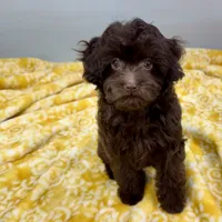 Tootsiepop, a female Cavapoo for sale in Sherman, TX – 2 of 10