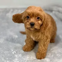 Raspberry, a female Cavapoo for sale in Sherman, TX – 7 of 10
