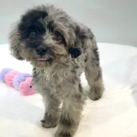 Rhodes ~ Micropchipped, Current Rabies, Vet Checked, a male Poodle - Toy  for sale in Sherman, TX – 5 of 10