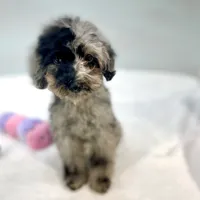 Rhodes ~ Micropchipped, Current Rabies, Vet Checked, a male Poodle - Toy  for sale in Sherman, TX – 8 of 10