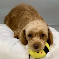 Twix ~ -$200 off for meeting day 7/25 (this puppy), a male Cavapoo for sale in Sherman, TX – 1 of 10
