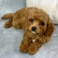 Rhubarb, a male Cavapoo for sale in Sherman, TX – 3 of 10
