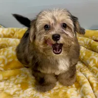 Lollipop, a female Yorkipoo for sale in Sherman, TX – 2 of 10