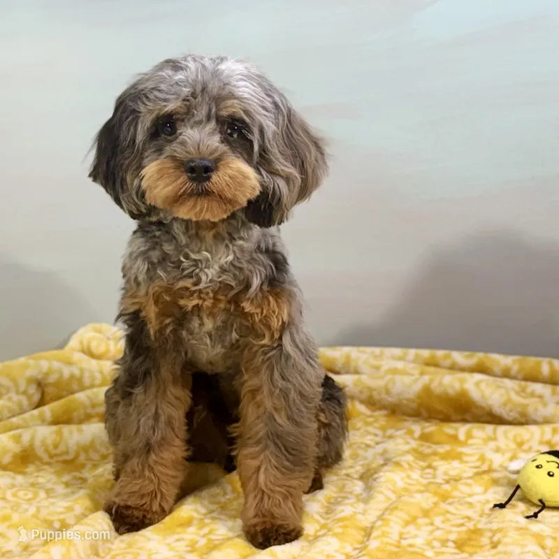 Cypress ~ NEUTERED, vet-checked, current rabies, microchipped – Cavapoo puppy on hold in Sherman, TX