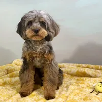 Cypress ~ NEUTERED, vet-checked, current rabies, microchipped, a male Cavapoo for sale in Sherman, TX – 1 of 8