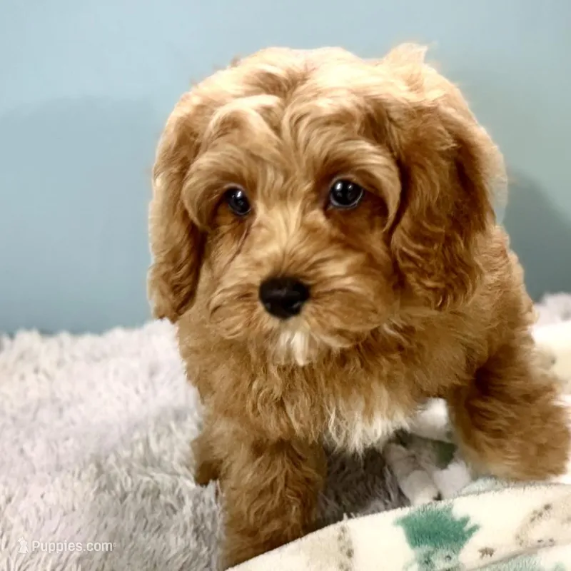 Hank, a male Cavapoo for sale in Sherman, TX – Photo 1 of 10