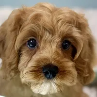 Hank, a male Cavapoo for sale in Sherman, TX – Photo 3 of 10