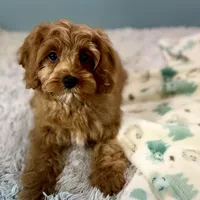 Hank, a male Cavapoo for sale in Sherman, TX – Photo 8 of 10