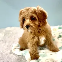 Hank, a male Cavapoo for sale in Sherman, TX – Photo 5 of 10