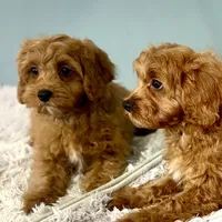 Hank, a male Cavapoo for sale in Sherman, TX – Photo 2 of 10