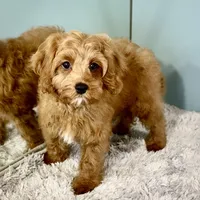 Hank, a male Cavapoo for sale in Sherman, TX – Photo 6 of 10