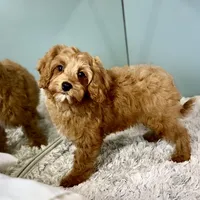 Hank, a male Cavapoo for sale in Sherman, TX – Photo 9 of 10