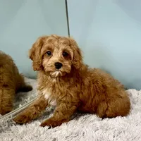 Hank, a male Cavapoo for sale in Sherman, TX – Photo 4 of 10