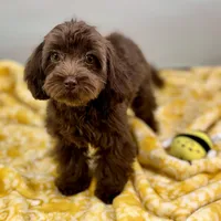 Caroline ~ Micropchipped, Current Rabies, Vet Checked, a female Cavapoo for sale in Sherman, TX – 10 of 10
