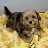 Lollipop, a female Yorkipoo for sale in Sherman, TX – 6 of 10