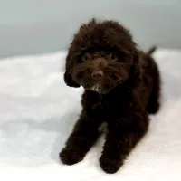 Jersey ~ Micropchipped, Current Rabies, Vet Checked, a male Cavapoo for sale in Sherman, TX – 7 of 10