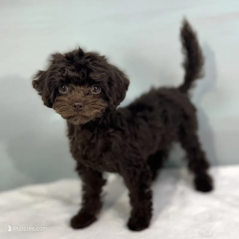 Virginia – Cavapoo puppy for sale in Sherman, TX
