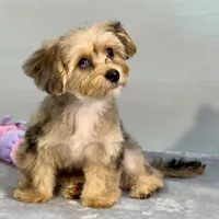 Lollipop ~ -$200 off for meeting day 7/25 (this puppy), a female Yorkipoo for sale in Sherman, TX – 9 of 10