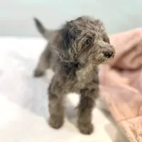 Montana ~ Micropchipped, Current Rabies, Vet Checked, a male Poodle - Toy  for sale in Sherman, TX – 7 of 10