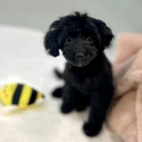 Minnie ~ Micropchipped, Current Rabies, Vet Checked, a female Poodle - Toy  for sale in Sherman, TX – 5 of 10