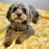 Cypress ~ NEUTERED, vet-checked, current rabies, microchipped, a male Cavapoo for sale in Sherman, TX – 7 of 8