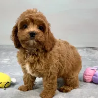 Rhubarb, a male Cavapoo for sale in Sherman, TX – 5 of 10