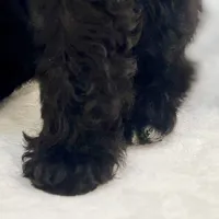 Minnie ~ Micropchipped, Current Rabies, Vet Checked, a female Poodle - Toy  for sale in Sherman, TX – 3 of 10