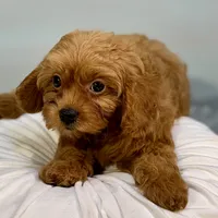 Raspberry, a female Cavapoo for sale in Sherman, TX – 5 of 10