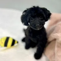 Minnie ~ Micropchipped, Current Rabies, Vet Checked, a female Poodle - Toy  for sale in Sherman, TX – 7 of 10